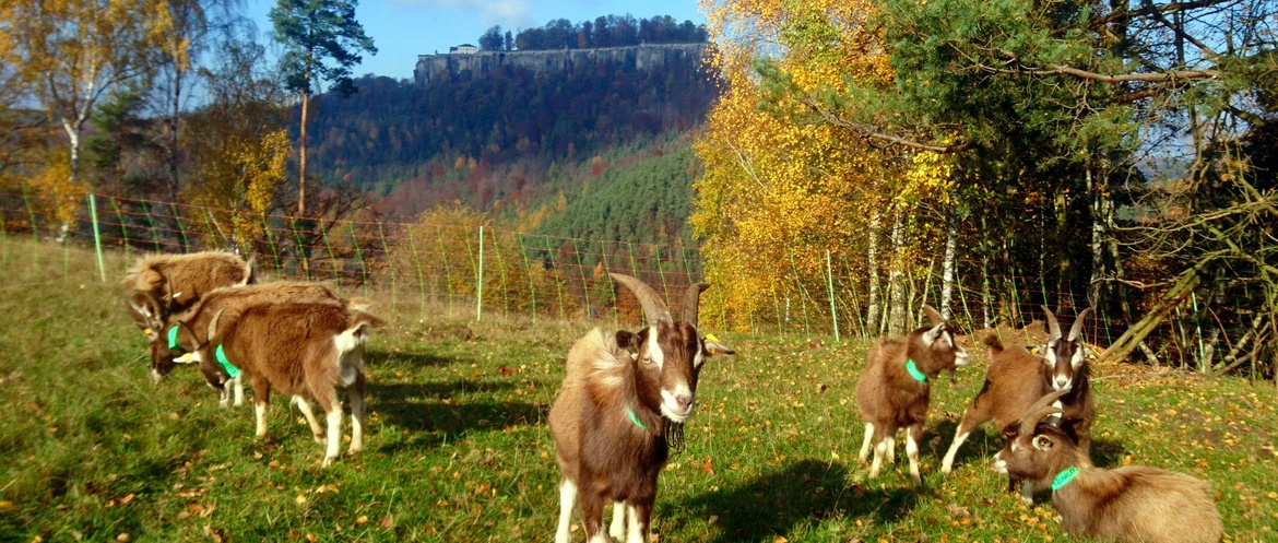 Ziegenwanderung auf den Quirl